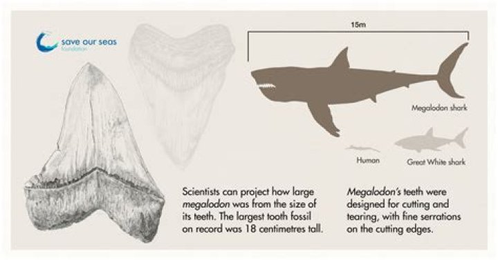 Did NASA Discover A Preserved Megalodon In Ice?